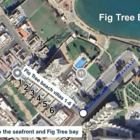 Fig Tree Two * パラリムニ